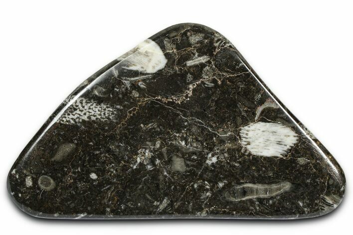 Polished Devonian Fossil Coral and Bryozoan Plate - Morocco #365112
